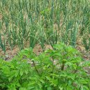 평화농장(2) 이미지