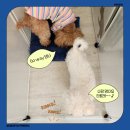 부산펫(주) 이미지