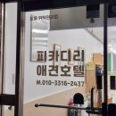 피카디리 애견호텔 이미지