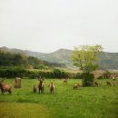 ok사슴목장 이미지