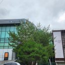 시선