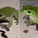 청개구리 이미지