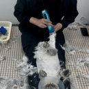 고양이미용실 나른하냥 이미지