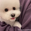 부산애견호텔 애견유치원 맘바이 서면본점 | 부산애견유치원 맘바이 서면본점 우리 몽이 믿고 맡긴 솔직후기