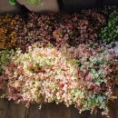 수피아공원로 이미지