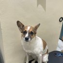 착한언니 애견살롱 | 광주애견미용 • 첨단애견미용 핫도그 펫살롱 믹스견 미용 후기