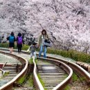 Annual Jinhae Gunhangje Festival attracts millions during full bloom 이미지