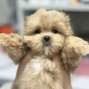 나리울동물병원 이미지