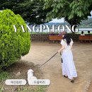 BBQ경기양수리점 | 핫도그도 먹고 산책도하고, 서울근교 양평 두물머리 애견동반 나들이