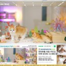 일신농장 | 평택고양이입양 후회 없는 선택을 위한 진짜 후기