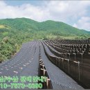 금산인삼직판장 이미지