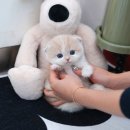 울산 고양이분양 미유펫 이미지