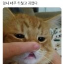 행복한 돼지 이미지