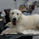 남창애견샵 복실강아지 이미지