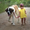 강아지산책 이미지