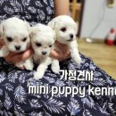 전주강아지분양 미니퍼피 가정견사 직영 이미지