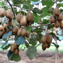 진환농장 이미지