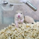 펫엔글라이더 인천점 이미지