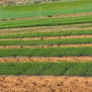 가수네태양광발전소 이미지