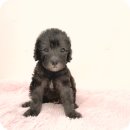 이아이앤테리어 | 사랑스러운 이천베들링턴테리어분양, 요미독앤캣에서 특별한 가족을 만나보세요