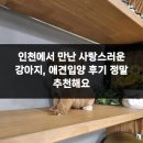 사랑애견 이미지