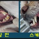 수지덴탈 이미지