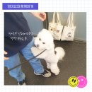 대전 멍택시 이미지