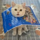 그루밍 시옷 이미지