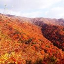 단풍