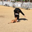 파라다이스독 이미지