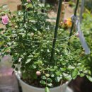 도로시(Dorothy) 이미지