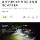 술 깨겠다며 울산 배네골 계곡 들어간 40대 숨져 이미지