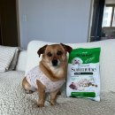 소프트안 | 강아지사료후기 기호성 사료 말랑한 소프트뮨