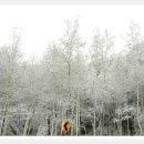 통고산자연휴양림 이미지