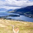 뉴월드약국 | 디어 파크 하이츠(Deer Park Heights) 예약 방법 및 이용후기(2달러 동전 필수), 뉴질랜드 수수료 무료 ATM