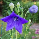 도라지꽃 [풍선꽃, Balloon flower (Platycodon grandiflorus)] 이미지