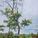 완도 대문리 모감주나무군락 | [씨앗샘의 자연수첩] 서울식물원에서 만난 모감주나무 꽃말·개화시기·특징
