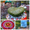 아름다운집 민박 | 제주도 정원이 아름다운숙소 하얀도화지 민박