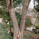 자굴산치유수목원 이미지