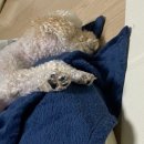 행복희