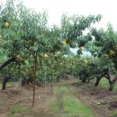 월랑농장 이미지