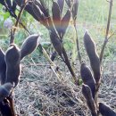 자라는 씨앗 이미지