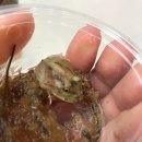 노원-현장-1075 | 팩꽁이, 토마토프록, 샌드피쉬, 베일드카멜레온 입고 완료!