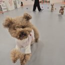 제주네 애견유치원 | 추천하고 싶은 픽드랍까지 되는 제주 애견유치원 호야별 애견유치원 솔직 후기