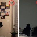 도그바라기 이미지