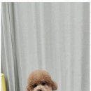 퍼피아이애견 이미지