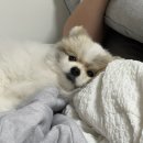 몽그루밍 | 강아지 여름철 열사병 주의보! 보호자가 꼭 알아야 할 예방법