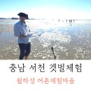 월하성어촌체험휴양마을 | 충남 서천 월하성 어촌체험마을 맛조개 갯벌체험 후기