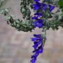 블루세이지 이미지