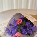 아미플레르 이미지